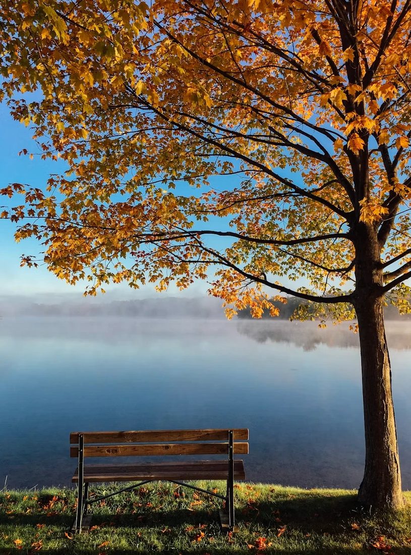 A bench under an autumn tree with orange leaves beside a mirror-still lake in morning mist