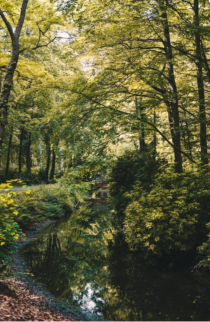 A narrow stream running through dense green woodland with overhanging trees and shrubs
