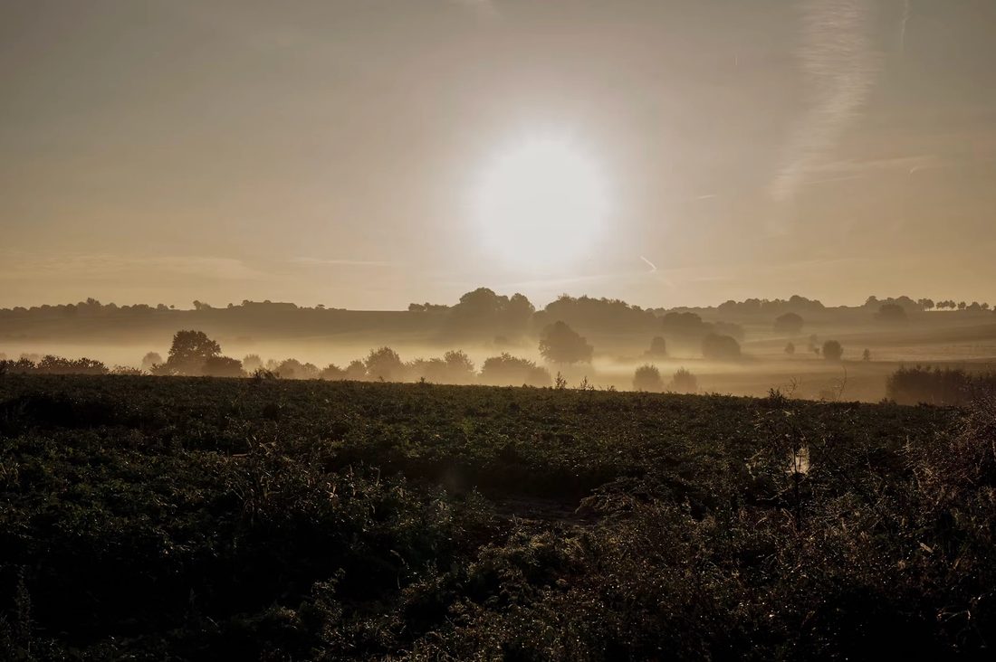 Rolling hills in the morning mist with trees and fields in warm backlight